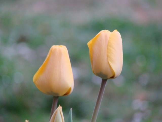 tulipani dva žuta